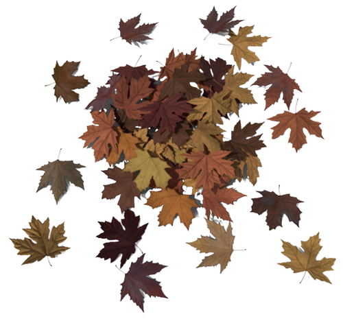 image removebg preview (7).png