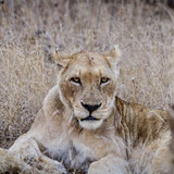 9E63BDE1 42C3 4E43 B21C 30E2BE6B8327