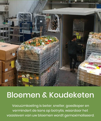 Bloemen en koudeketen vacuum koeling.jpg