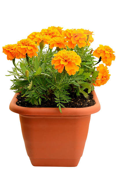 mexicanmarigold.jpg
