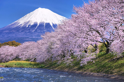 cherry blossom sample image 1490.jpg