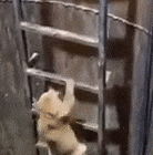 kittyladder.gif