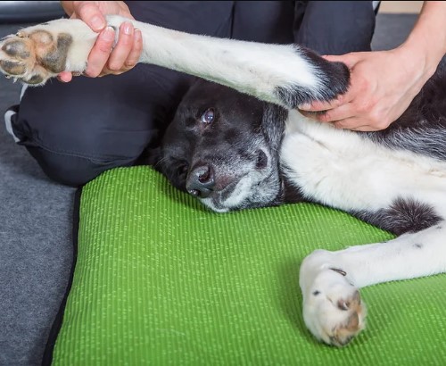 Pet Hydrotherapy Singapore.jpg