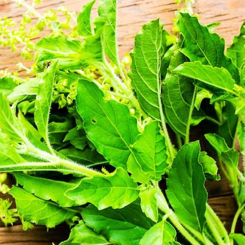 Organic holy basil.jpg