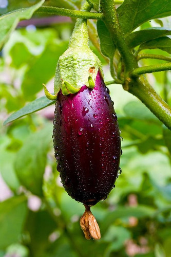 Organic Purple Eggplant.jpg