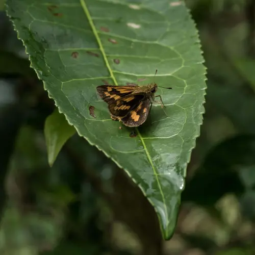 teabutterfly 1024x1024@2x.webp