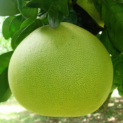 Pomelo (3).jpg