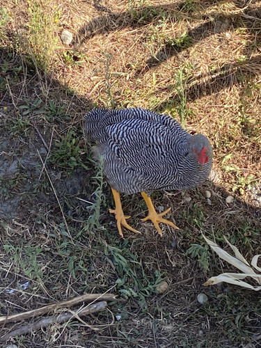 D1D43210 ABC0 46C0 96DB 2C8C9F66A805.jpg