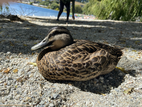 0ABD850F 1A5E 4520 9646 36039B990693.jpg