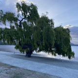 E8138159 C47A 4D50 94BD ACCFA6A77293