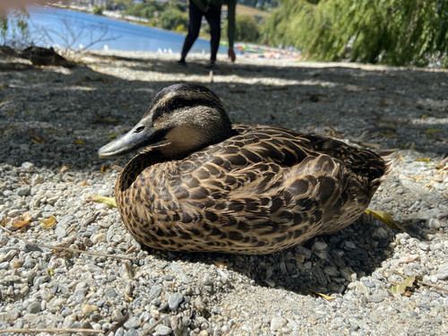 A34F1256 1D4A 41D5 A8D2 57D635A41B6E.jpg