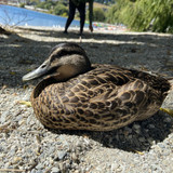 A34F1256 1D4A 41D5 A8D2 57D635A41B6E