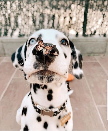 5A0073A3 AAC4 430F B516 8D9EDE0CCF77
