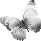 butterfly BW