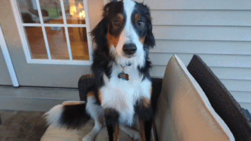 PXL 20230401 112617379 exported stabilized 1680348402059.gif