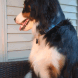 PXL 20230401 113629501 exported stabilized 1680349018007.gif