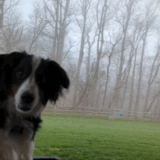 PXL 20230406 114017626 exported stabilized 1680781260502.gif