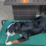 PXL 20230406 112623220 exported stabilized 1680780456942.gif