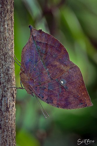 Malaysian Dead Leaf Butterfly - Kallima paralekta.jpg