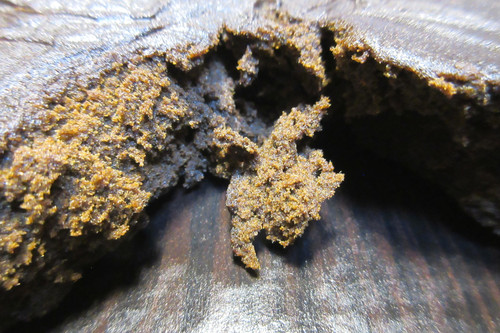 IMG 1954.cleaned.jpg