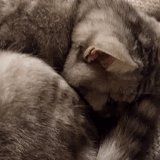 20230404 231753.gif