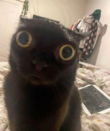 image.jpg