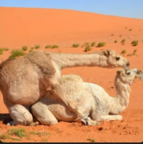 IMG 20230623 061517.jpg