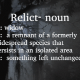 Relict noun 1 widow 2 a surviving species of an otherwise extinct group of organisms also a remnant .gif