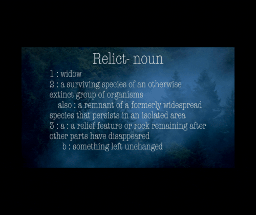 Relict noun 1 widow 2 a surviving species of an otherwise extinct group of organisms also a remnant .gif