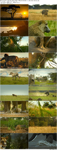BBC.Serengeti.2019.S01.EP01.BluRay.1080p.DTS HD.MA.5.1.x265.10bit BeiTai preview.jpg