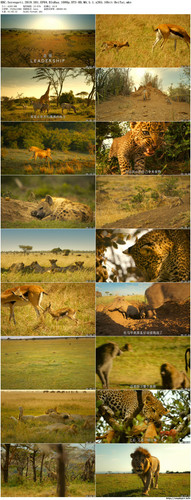 BBC.Serengeti.2019.S01.EP04.BluRay.1080p.DTS HD.MA.5.1.x265.10bit BeiTai preview.jpg