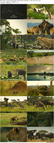 BBC.Serengeti.2019.S02.EP02.BluRay.1080p.2Audio.DTS HD.MA.5.1.x265.10bit BeiTai preview.jpg