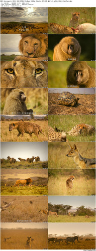 BBC.Serengeti.2021.S02.EP05.BluRay.1080p.2Audio.DTS HD.MA.5.1.x265.10bit BeiTai preview.jpg