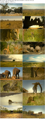 BBC.Serengeti.2021.S02.EP03.BluRay.1080p.2Audio.DTS HD.MA.5.1.x265.10bit BeiTai preview.jpg