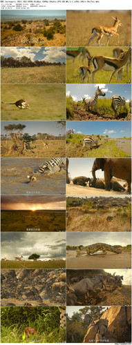 BBC.Serengeti.2021.S02.EP06.BluRay.1080p.2Audio.DTS HD.MA.5.1.x265.10bit BeiTai preview.jpg