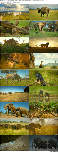 BBC.Serengeti.2021.S02.EP01.BluRay.1080p.2Audio.DTS HD.MA.5.1.x265.10bit BeiTai preview.jpg