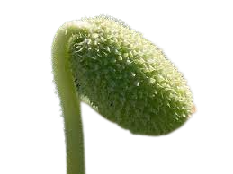 images removebg preview.png
