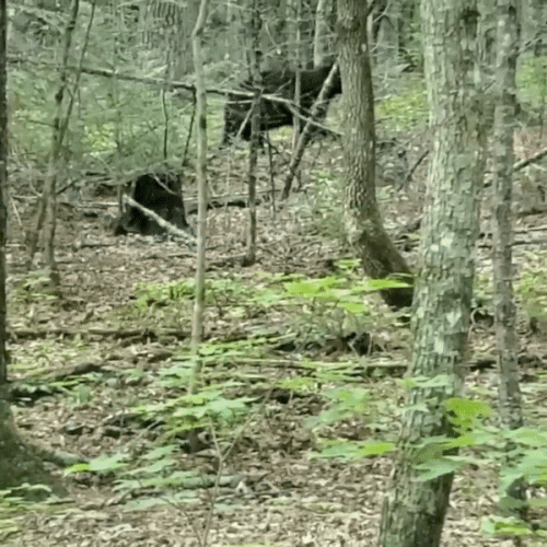 ezgif.com video to gif.gif