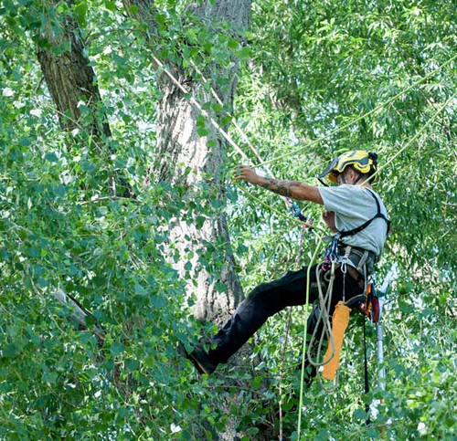 tree trimming denver.jpg