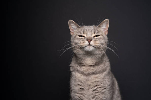 istockphoto 1345218070 612x612.jpg