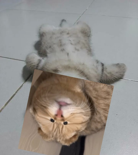 image.jpg