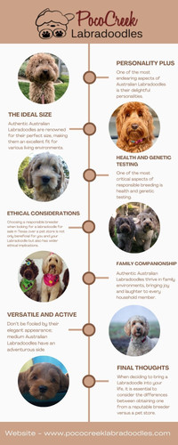 Poco Creek Labradoodles.jpg