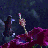 f3619223.gif