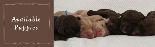 Orange County Labradoodle Puppies.jpg
