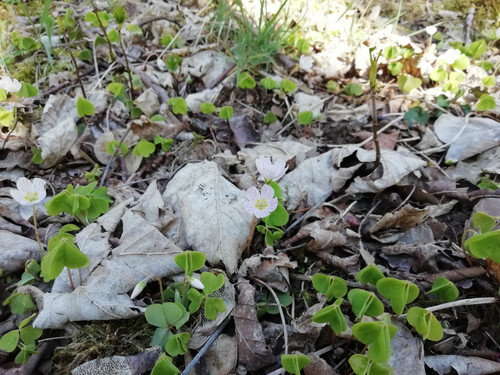 IMG 20210509 155803.jpg