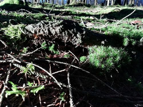 IMG 20201218 142816.jpg