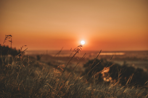 grass 7487114 1280.jpg