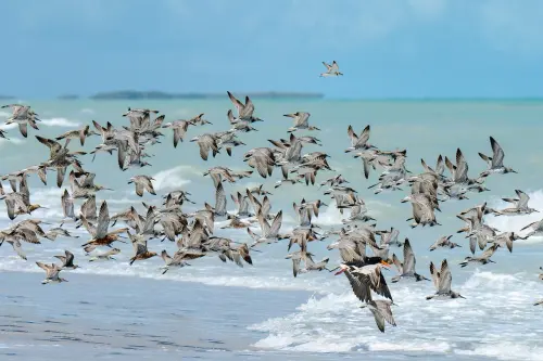 birds 8034821 1280.webp