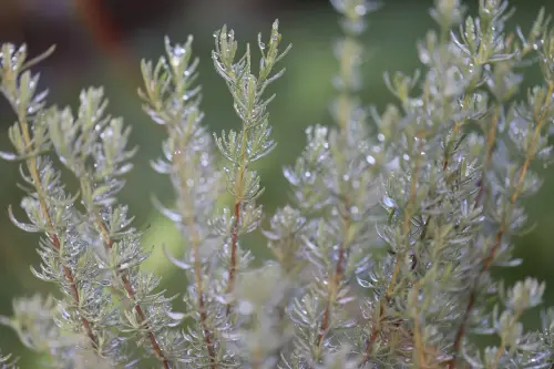 rosemary 7722602 1280.webp