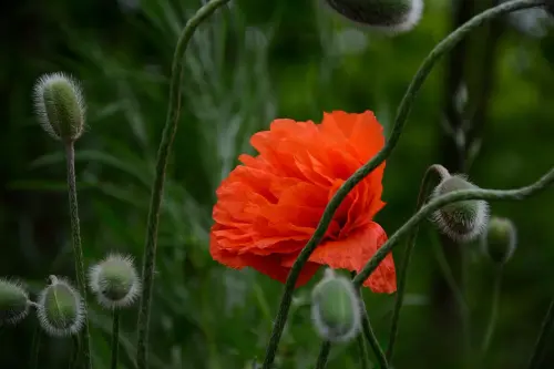 flower 8006747 1280.webp